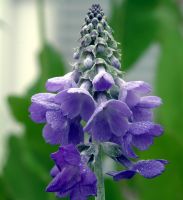 Primula flaccida syn. nutans